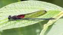Hetaerina majuscula (Purplish Rubyspot) male-2.jpg